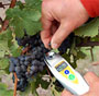 Quick-Brix 60 grapes